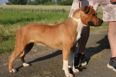 Étalon American Staffordshire Terrier - Spirit from true legend of Atomic Dog