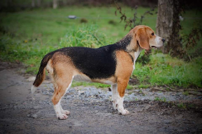 Étalon Beagle - Sagesse (Sans Affixe)