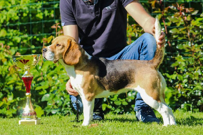 Étalon Beagle - Skye Des Trésors De La Vézère