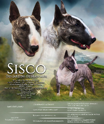 Étalon Bull Terrier Miniature - Sisco Des jardins de margaux