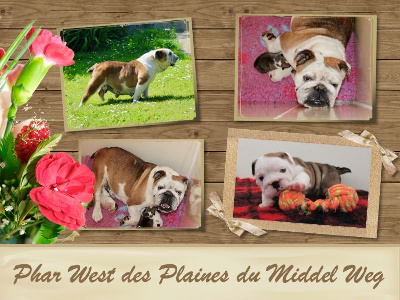 Étalon Bulldog Anglais - Phar west des Plaines du Middel Weg