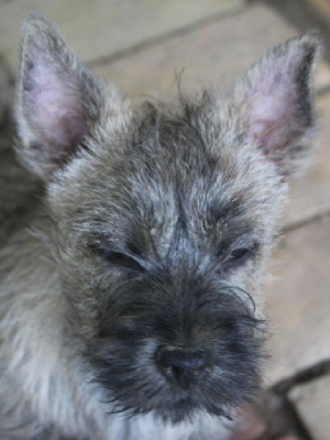 Étalon Cairn Terrier - Ullyss tweed tarbet du Pays des Lylows