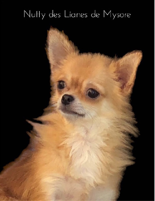 Étalon Chihuahua - Nutty Des lianes de mysore