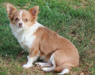 Étalon Chihuahua - Rejane de la Voie des Péniches