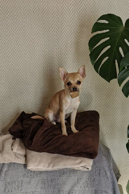 Étalon Chihuahua - Skyla Des Merveilles D'Ipolytza
