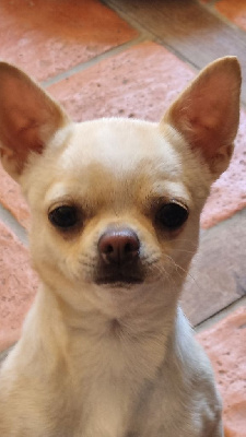 Étalon Chihuahua - Théa Du Clos D'Odessa