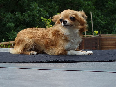 Étalon Chihuahua - Rhea godess of my heart des Louveteaux De Nasca