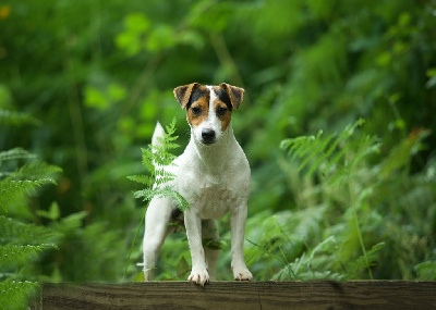 Étalon Jack Russell Terrier - Ranie zulla Du Bois De Capsil
