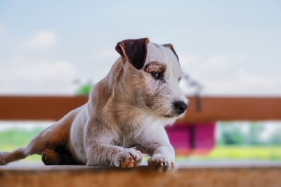 Étalon Parson Russell Terrier - Teal sweet rocket Nunca Sem Quereis