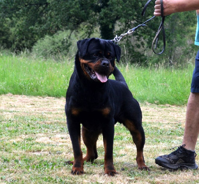 Étalon Rottweiler - Sarhi du temple d'adranos
