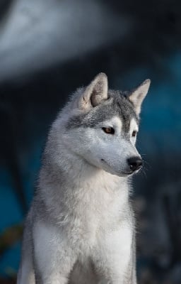 Étalon Siberian Husky - CH. Sacrifice size 2 cold beauty *sansa* Of Legendary's Reborn