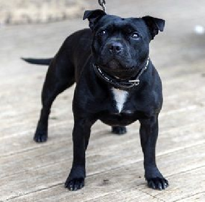 Étalon Staffordshire Bull Terrier - Strictly Staffies Original gangsta