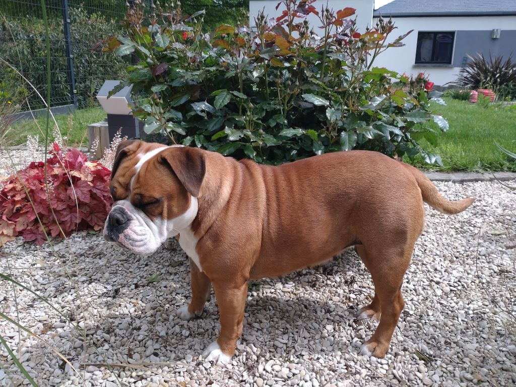 Accueil Elevage Des Tisons Ardents Eleveur De Chiens Bulldog 