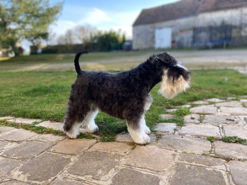 Les Schnauzer miniature de l'affixe   Du Domaine De Sermonville
