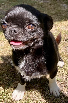 Étalon Chihuahua - Redoutable marcel (Sans Affixe)