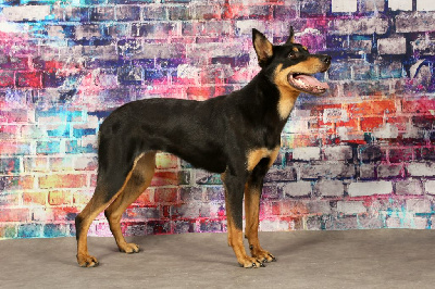 Étalon Australian Kelpie - CH. Ringarooma Saorie yamato
