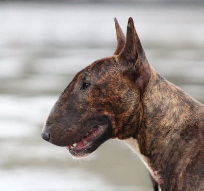 Étalon Bull Terrier - Sanka du domaine des démons breton