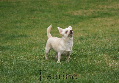 Étalon Chihuahua - Tsarine Du Grimoire Des Nains