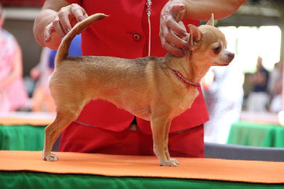 Étalon Chihuahua - Poussière de fée Des Petites Brindilles
