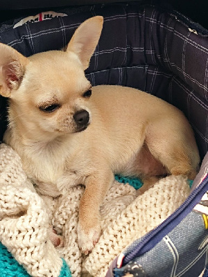 Étalon Chihuahua - Théa du royaume de Casabelle
