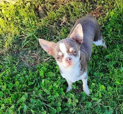 Étalon Chihuahua - Nina My Little Totem