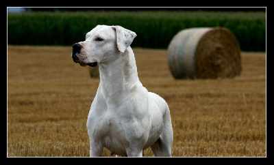 Étalon Dogo Argentino - Ocahera joya du Royaume de l'Espina