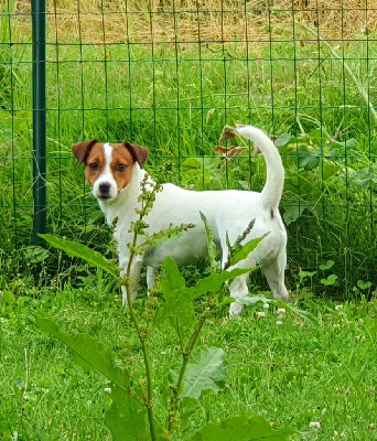 Étalon Jack Russell Terrier - Toscane Du Domaine Du Varandin