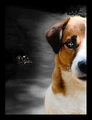Étalon Jack Russell Terrier - Over you du Bois de Compiègne