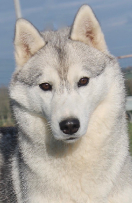 Étalon Siberian Husky - Real and pure lady Of Siberian Forest Wolves