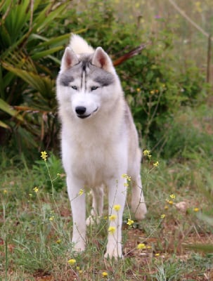 Étalon Siberian Husky - So beautyful prince Of Wolf Siberian Song