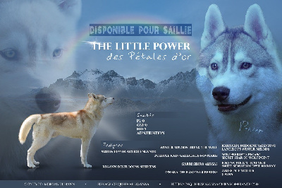 Étalon Siberian Husky - The little power des pétales d’or
