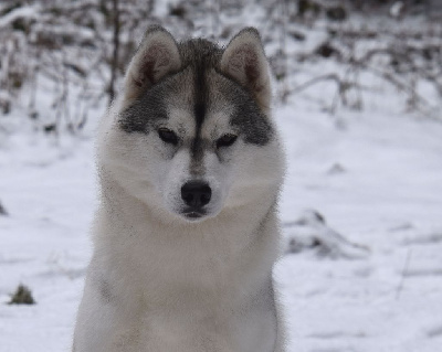 Étalon Siberian Husky - Vjww,jch.real love story Of cold winter nights