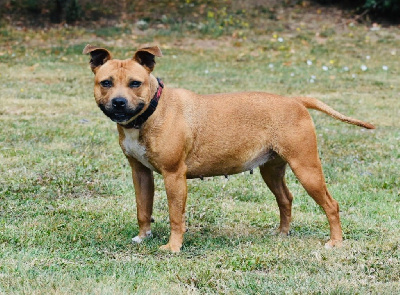 Étalon Staffordshire Bull Terrier - Sorry im just nebulla Of The Warriors Red Skins