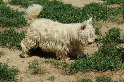 Étalon West Highland White Terrier - Thalys (Sans Affixe)