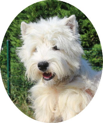 Étalon West Highland White Terrier - Suzette Des coeurs d'alène