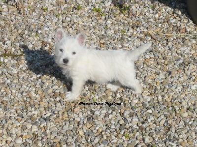 Étalon West Highland White Terrier - Tourmaline de Plassan Ouest Highland