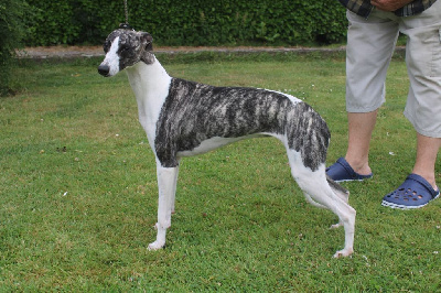 Étalon Whippet - Taiga via croquet the New Life Des Collines Noires