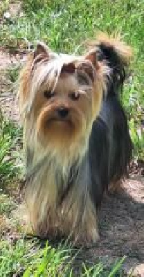 Étalon Yorkshire Terrier - Ti'coeur dit curly des Bruyères de Line
