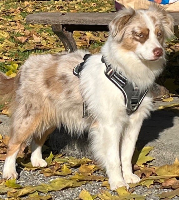 Les Berger Américain Miniature  de l'affixe   Du Désir De Trust