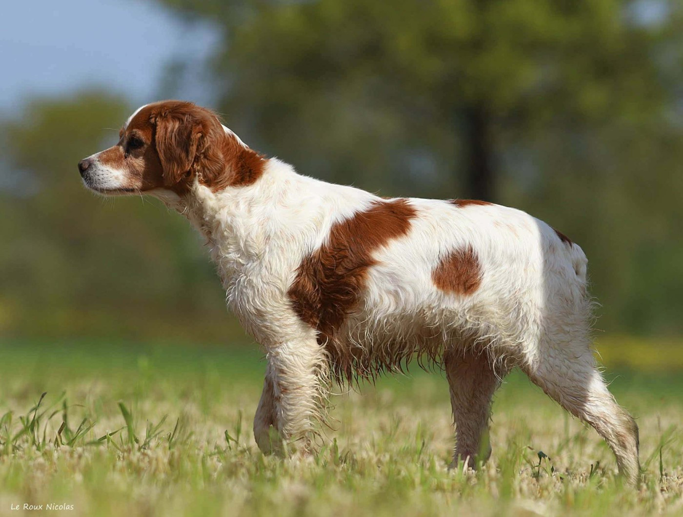Chien Epagneul Breton Osca De Calestray