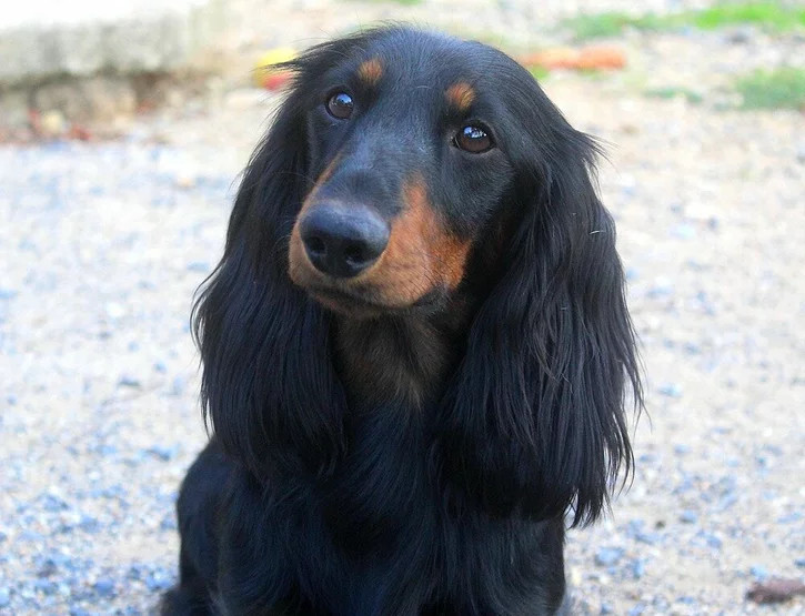 CH. Adalbert z zamkowej kompanii