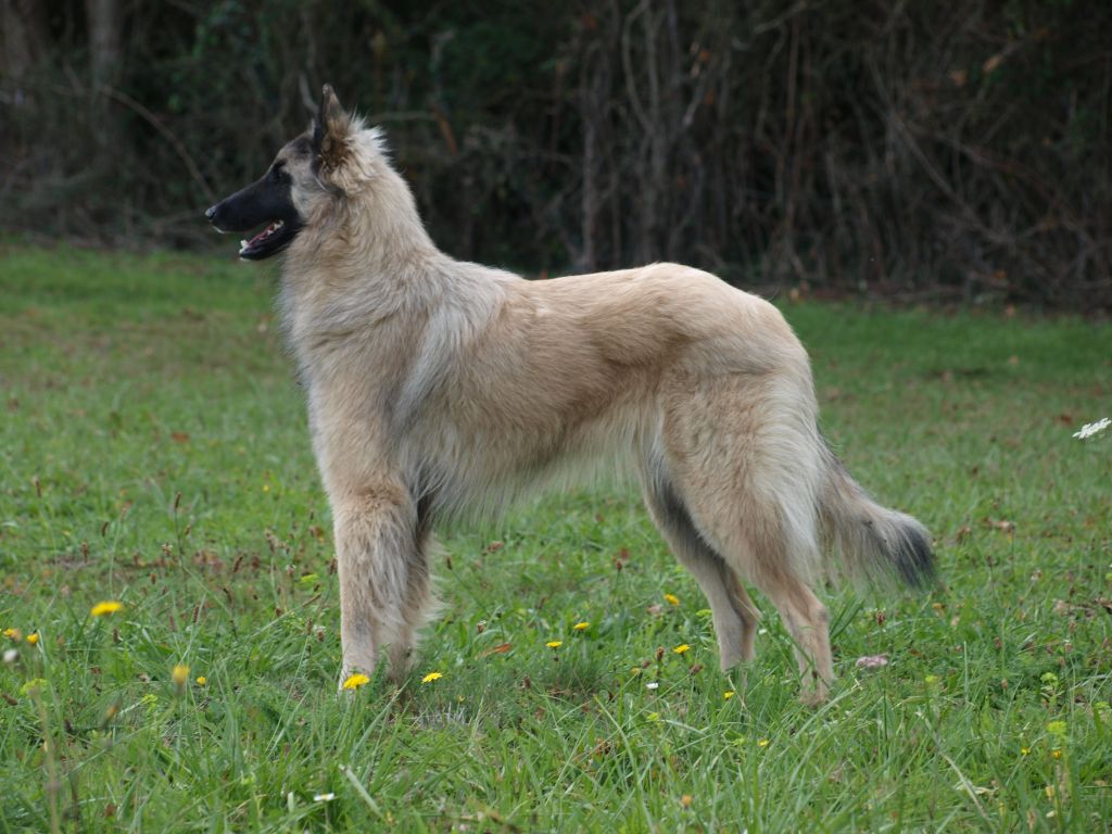 Les Berger Belge de l'affixe   Of Shepherdess Follies