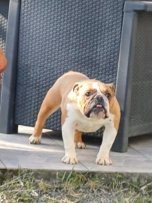 Étalon Bulldog Anglais - Thylton Des Gardiens Des Vanneaux