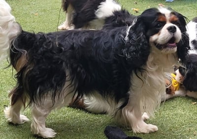 Étalon Cavalier King Charles Spaniel - Touch's love Du Mas De Dixie