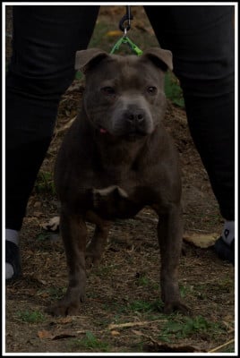 Étalon Staffordshire Bull Terrier - Sheitan (Sans Affixe)