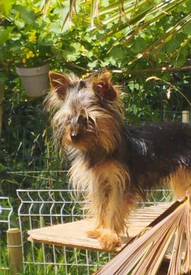 Étalon Yorkshire Terrier - Tik tok (Sans Affixe)