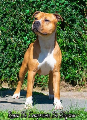 Étalon American Staffordshire Terrier - Renzo De L'Empreinte De Dog'star