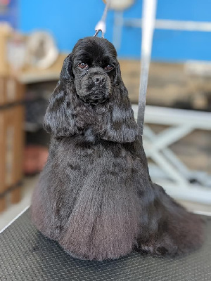 Étalon American Cocker Spaniel - CH. Scandalous beauty of loving Star