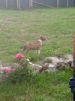 Étalon American Staffordshire Terrier - Thoresteel U'solid inox lalie's ninos