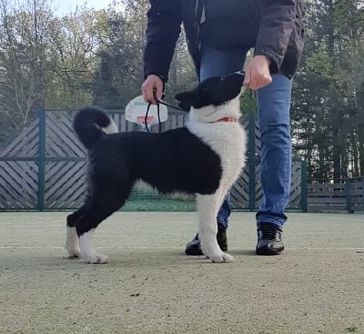 Étalon Chien d'ours de Carelie - Urkanne Du Clos De Rivet
